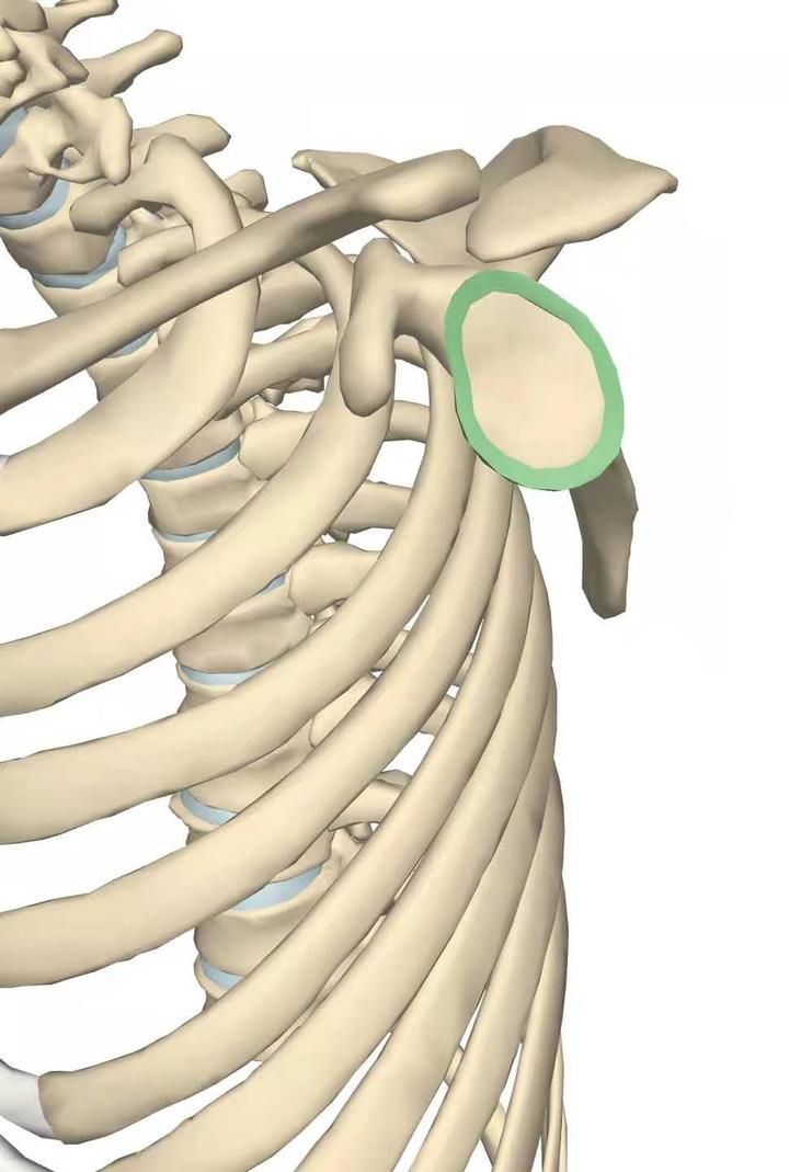 肩部解剖 - 盂唇