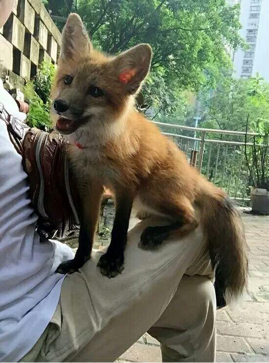 养一只小狐狸需要多少心血?