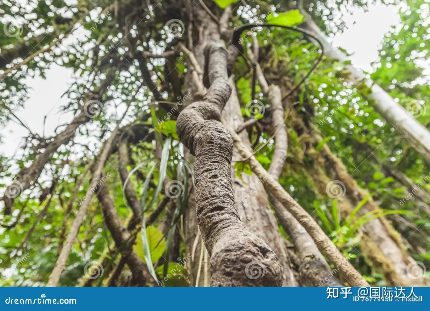亚马逊雨林中迷人的29种植物 - 知乎