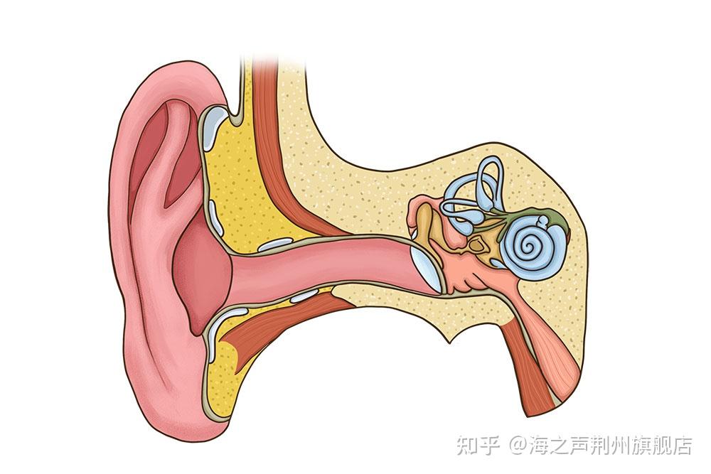 因大前庭導水管綜合徵發病而導致的突聾後期可慢慢恢復嗎