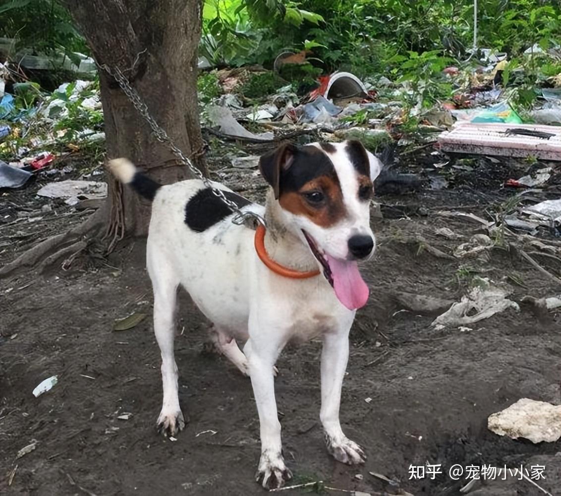 土狗就是中华田园犬？盘点“6大土狗”，你都认识吗？ - 知乎