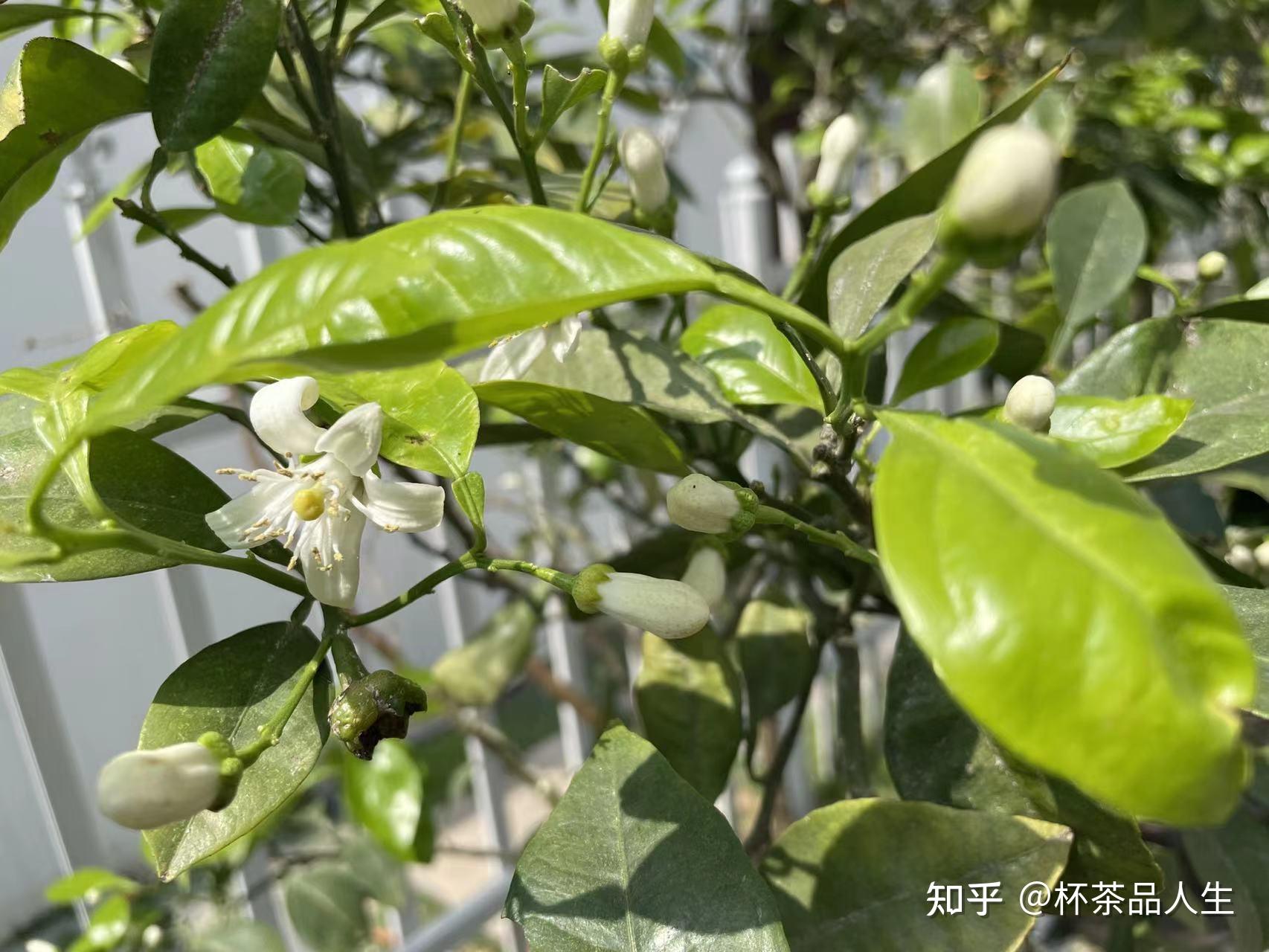 玳玳花茶的品质特征是什么? - 知乎