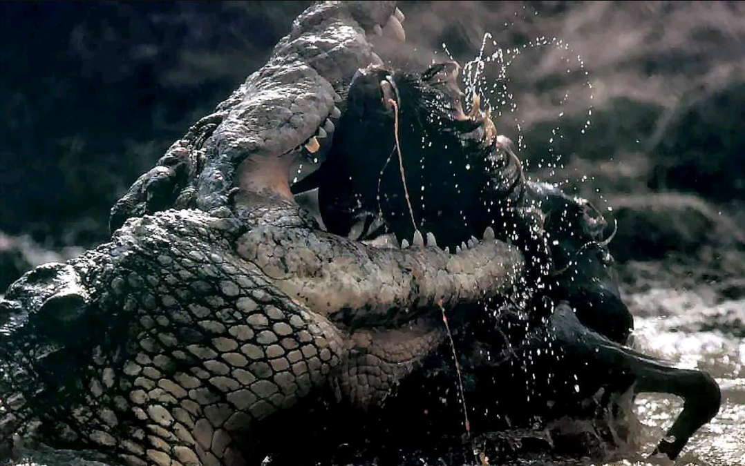 请问鳄鱼和河马哪个更厉害希望能有说服力一点