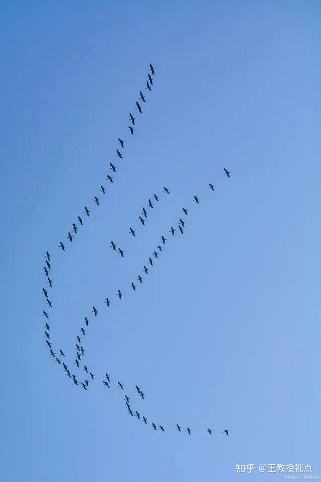 大雁飞翔图片高清图片