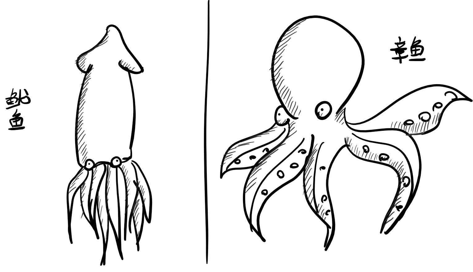 「鱿鱼圈」是鱿鱼的什么部位?