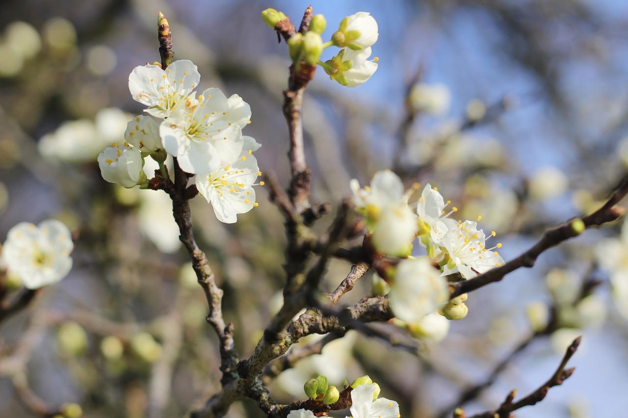 秋花品种大揭秘