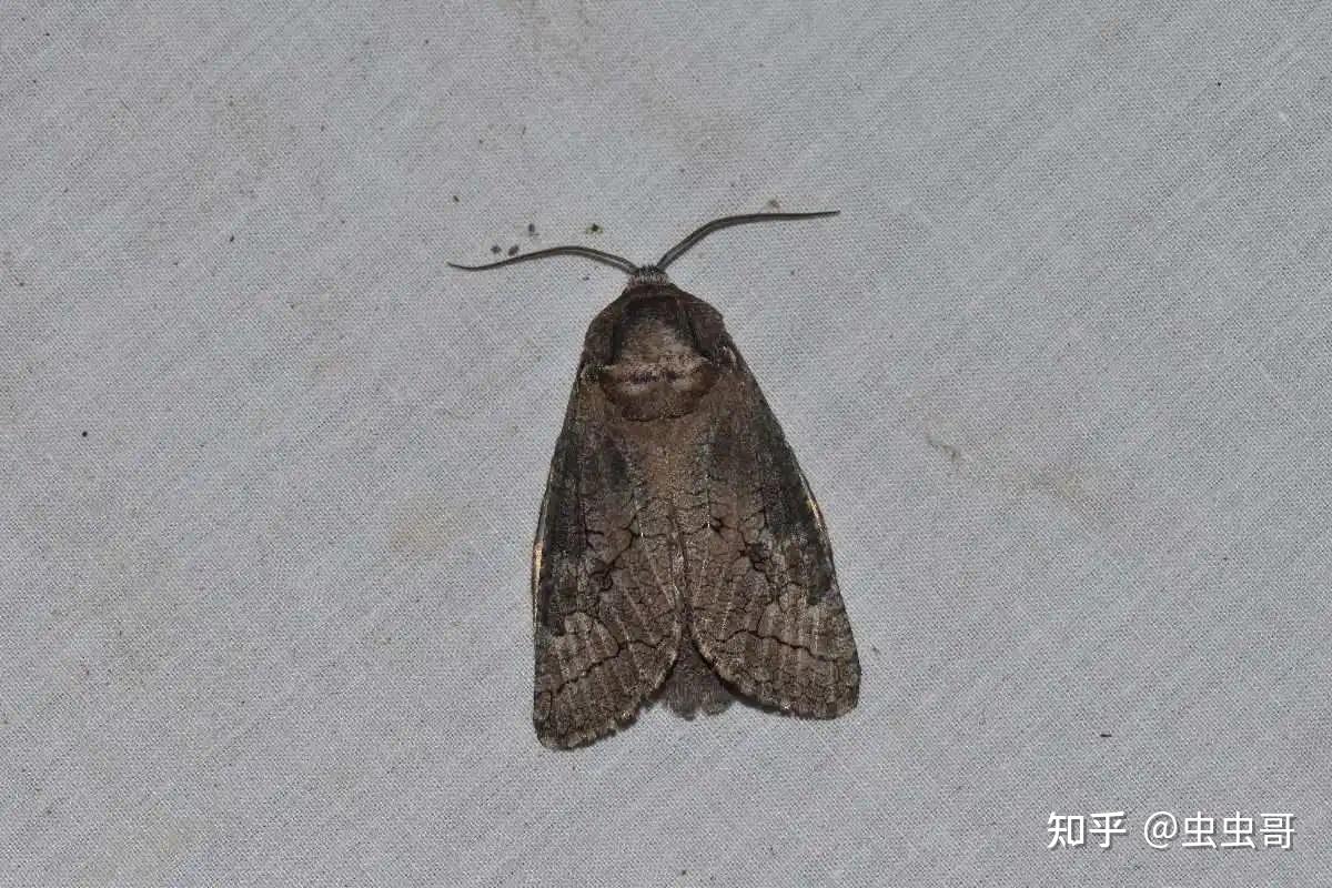 这是属于什么物种的幼虫?