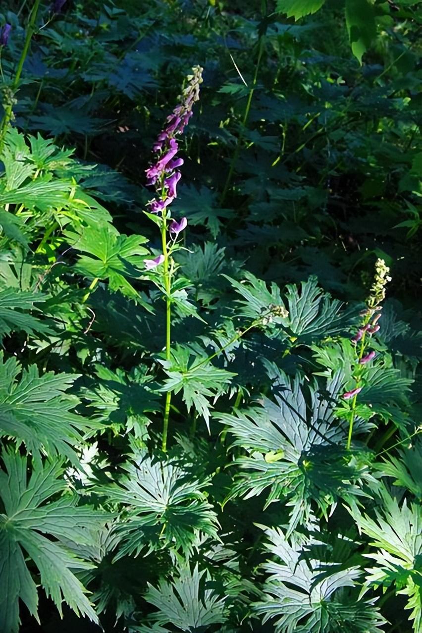 手把手教你认清中草药植物500种（60.草乌） - 知乎