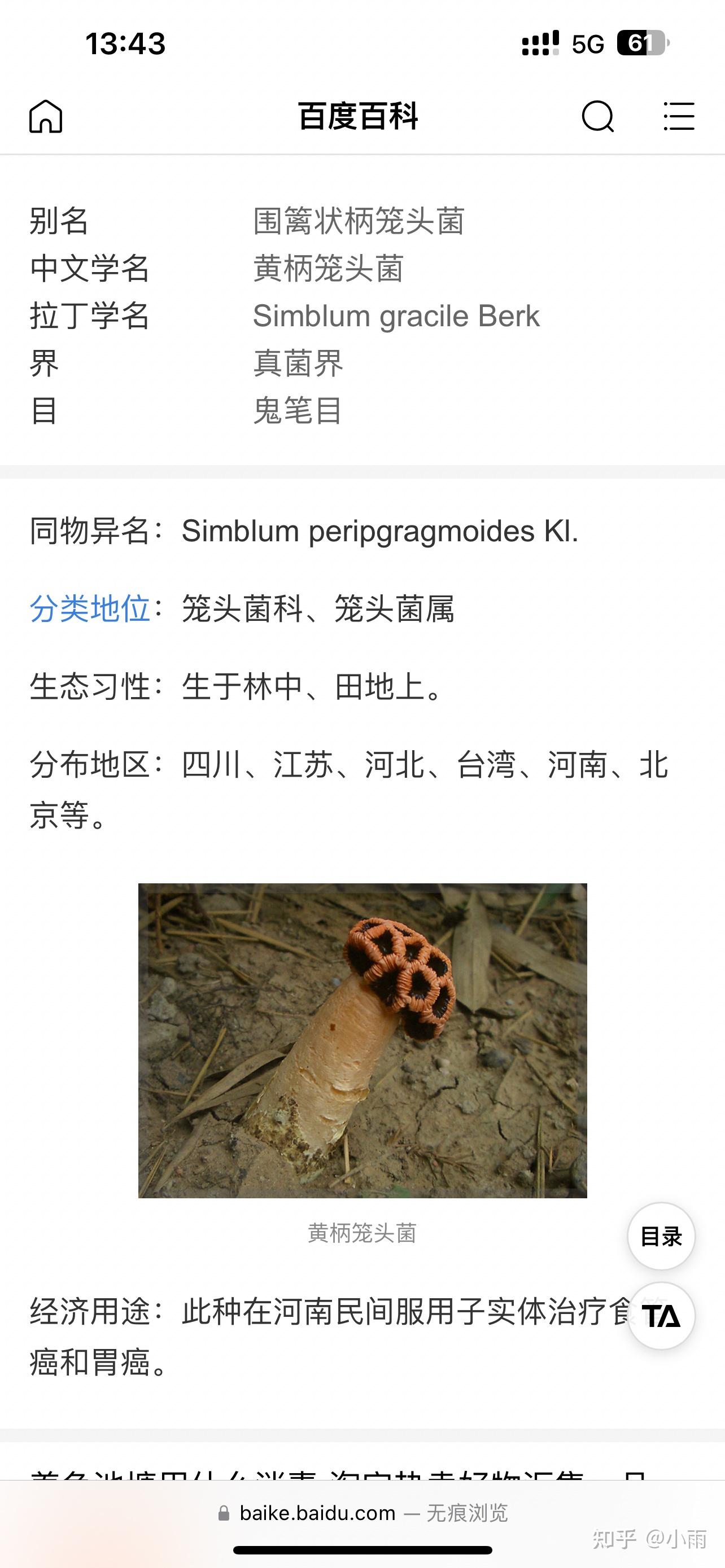 黄柄笼头菌图片