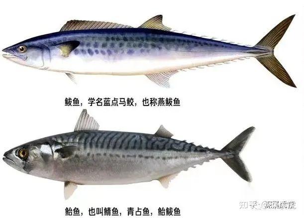 这到底是鲅鱼还是青花鱼? - 知乎