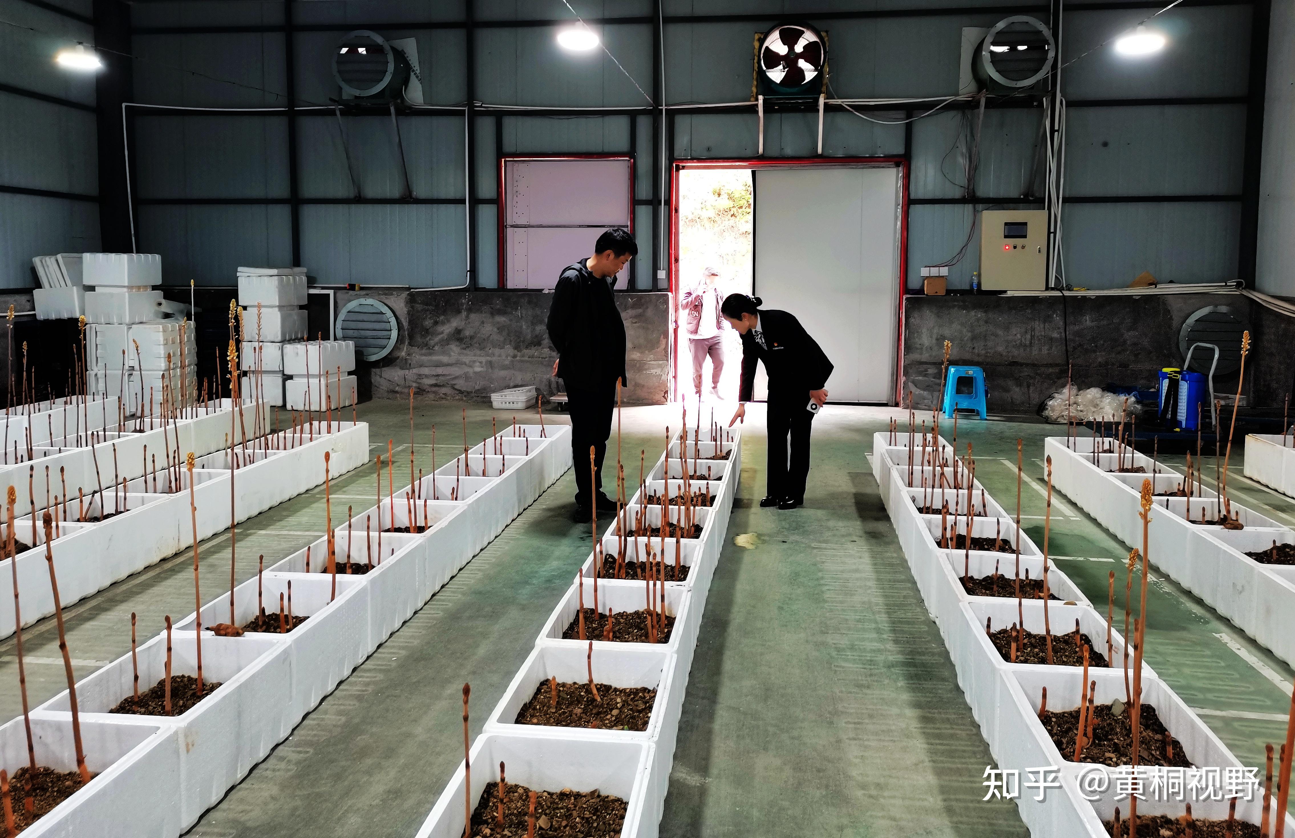 种植什么挣钱快(种植什么挣钱快一点)