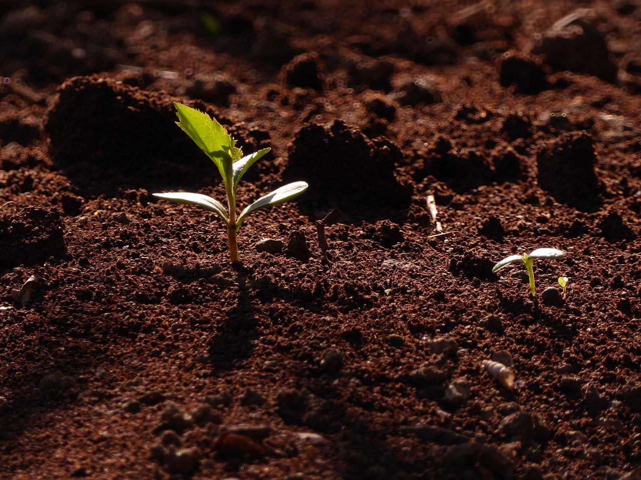 2. 出苗天数标准