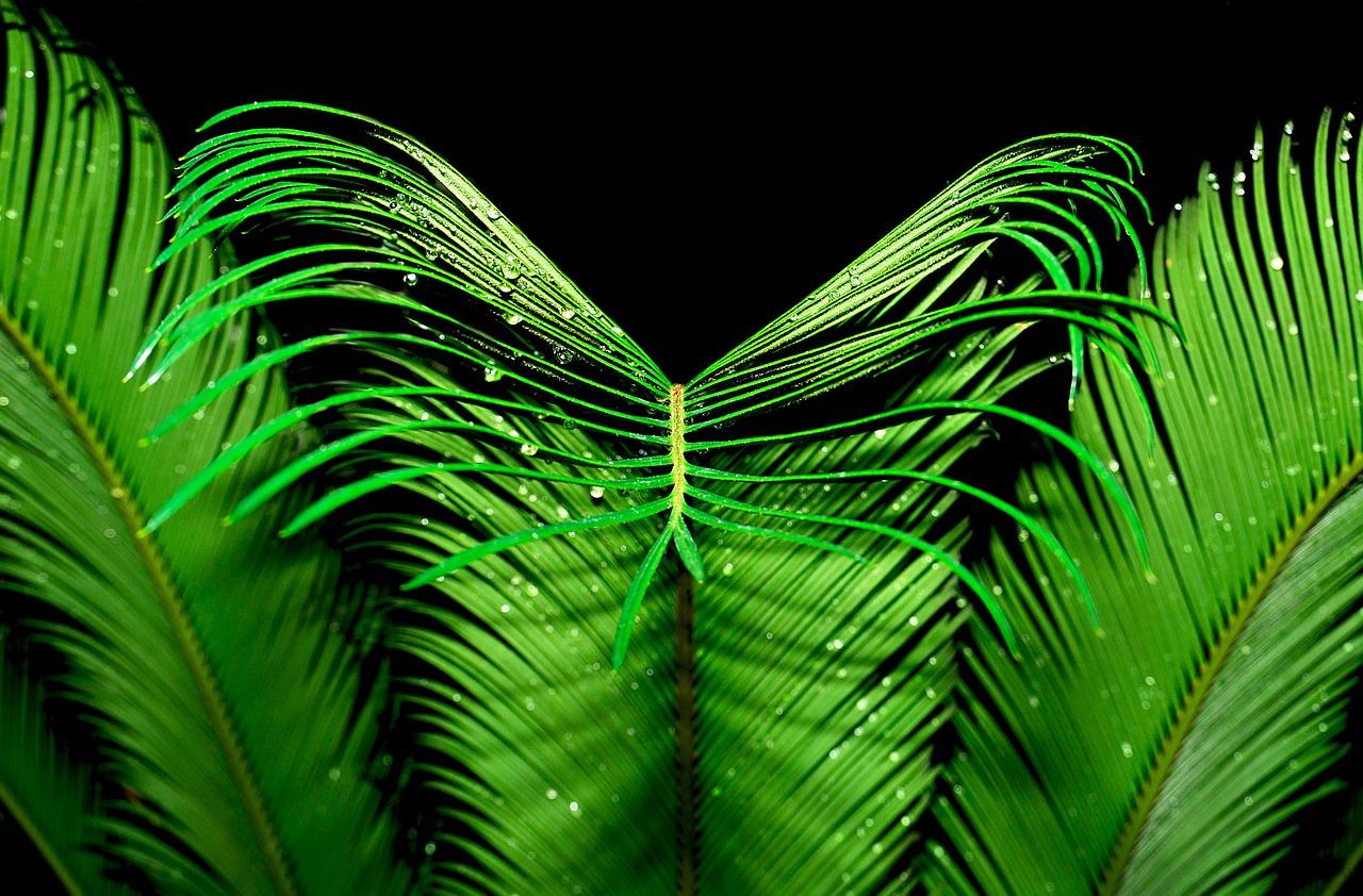 5. 棕榈交通便捷