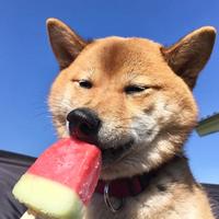 Zhihu profile picture for @apologized