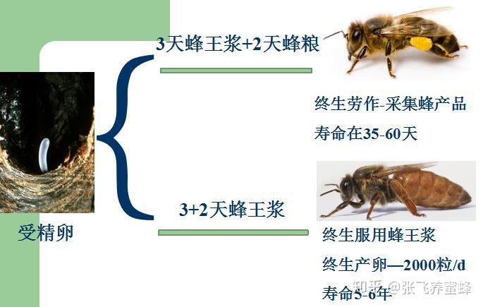 如果用蜂王浆养蜜蜂会发生什么