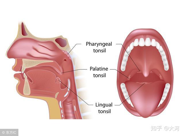 新生婴儿喉咙里面总是有呼呼的声音体温也是正常的为什么这是种什么
