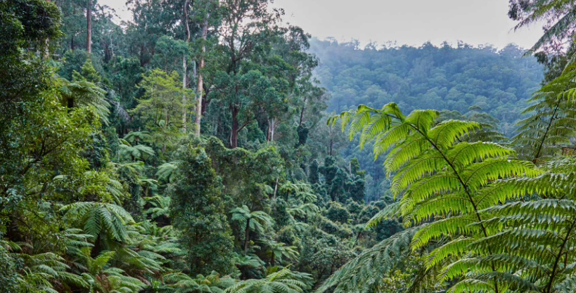 北岛气候类型是温带海洋性气候可为什么植被类型却是亚热带常绿阔叶林