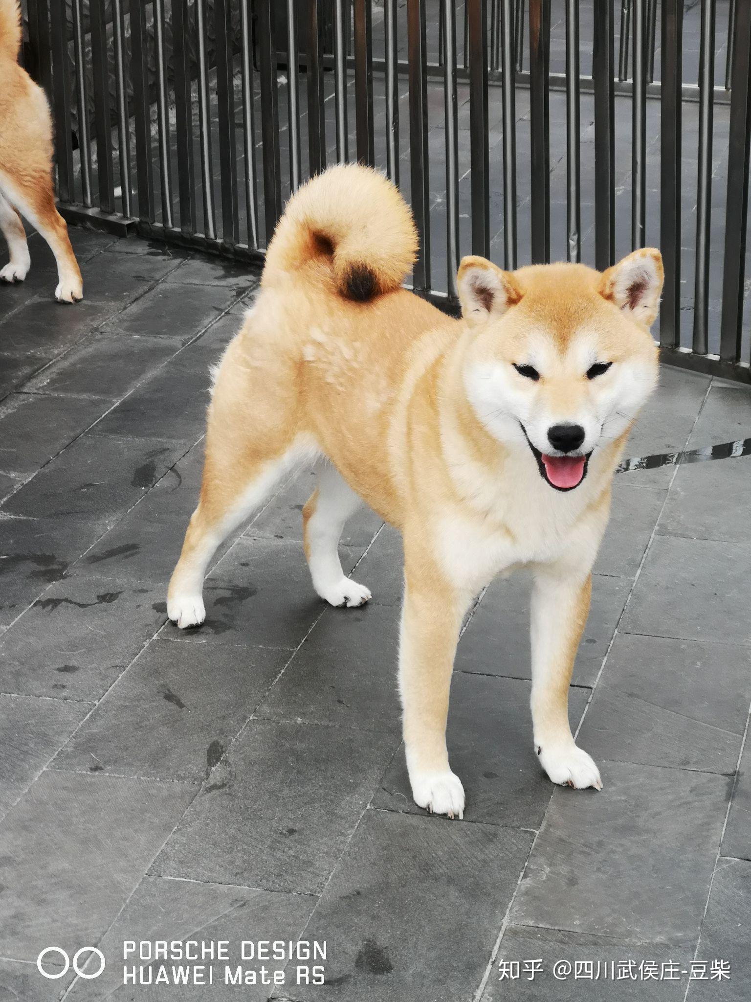 请问我这只柴犬长大后好看吗 感觉不怎么好看? - 知乎