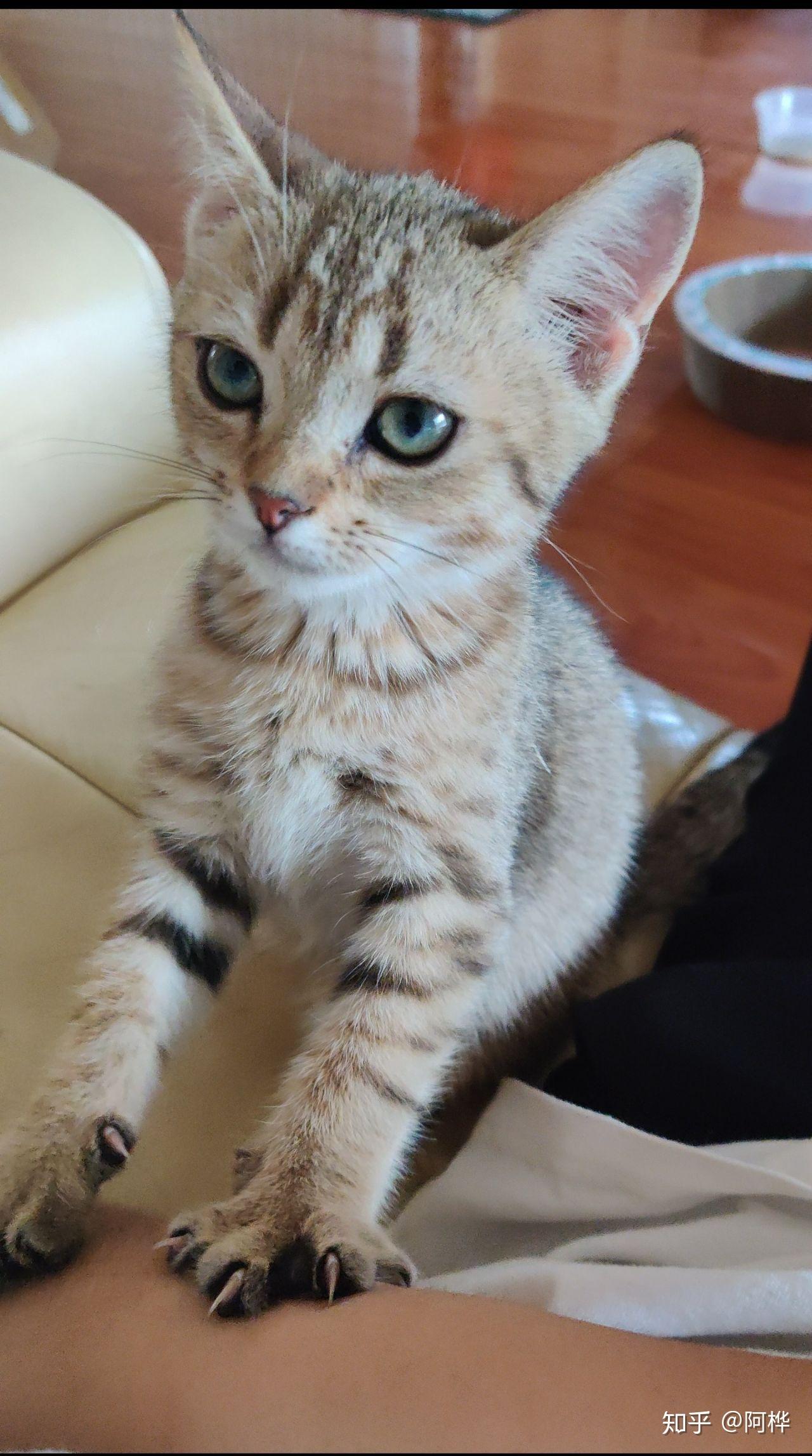 美短和英短杂交好看吗养猫的来戳戳