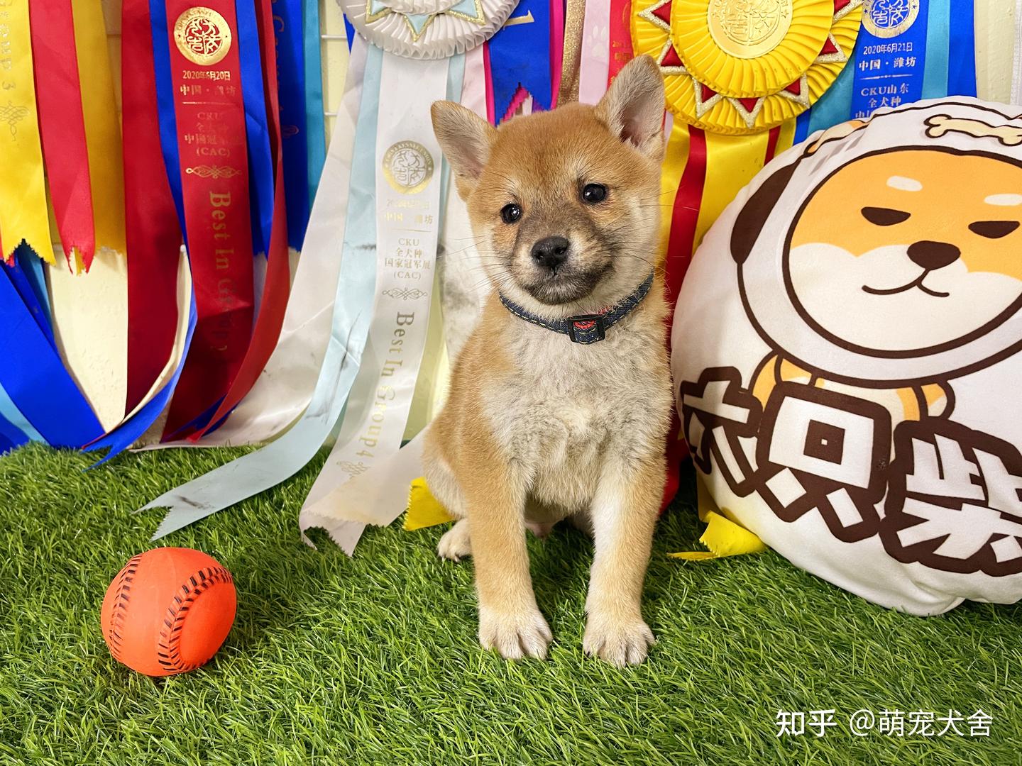 豆柴犬和柴犬的区别是什么？新手家长该如何选择？ - 知乎