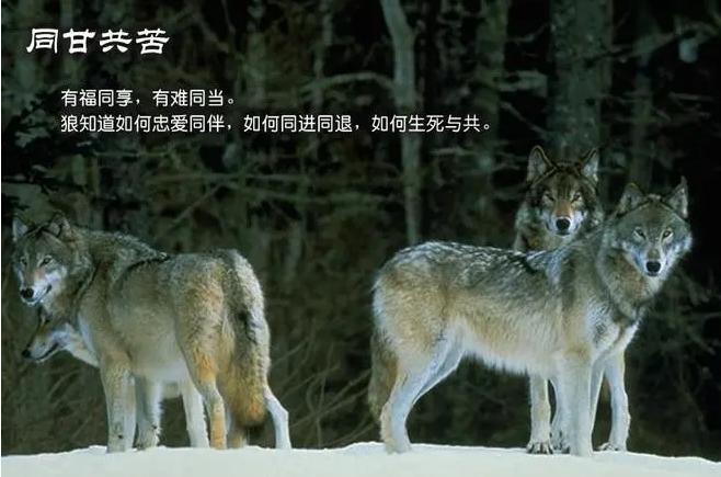 何为狼性思维？拆解狼性精神和狼性文化 - 知乎