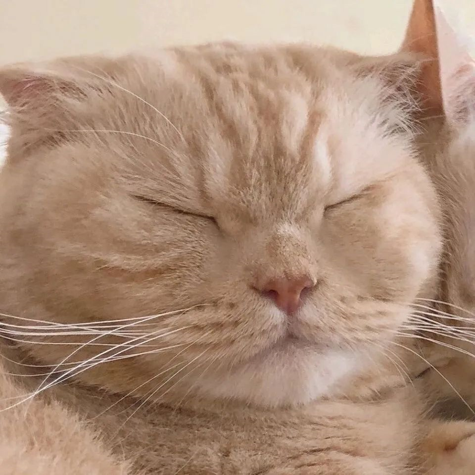 有什么猫狗的情侣头像? - 知乎