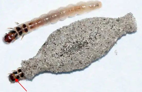 这个扁扁的椭圆形黑白相间的是啥虫子啊好可怕