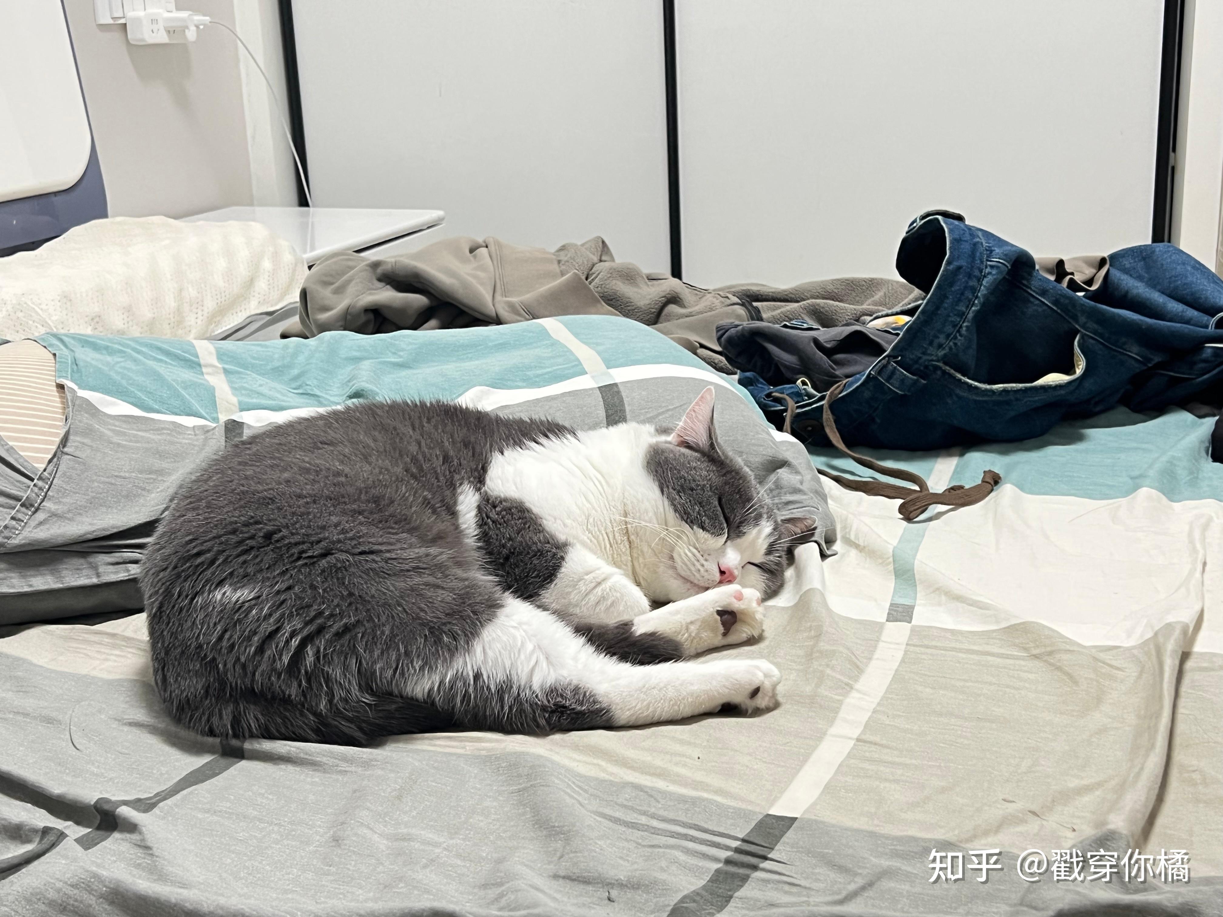 猫缩成一团睡觉是什么原因? - 知乎