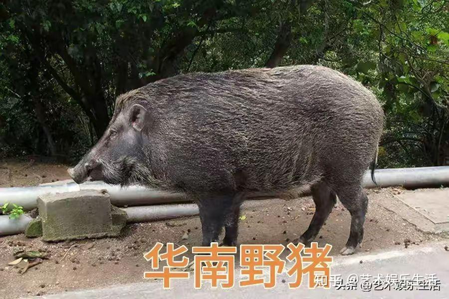 世界十大猪种是什么？各有什么特点？ 知乎 