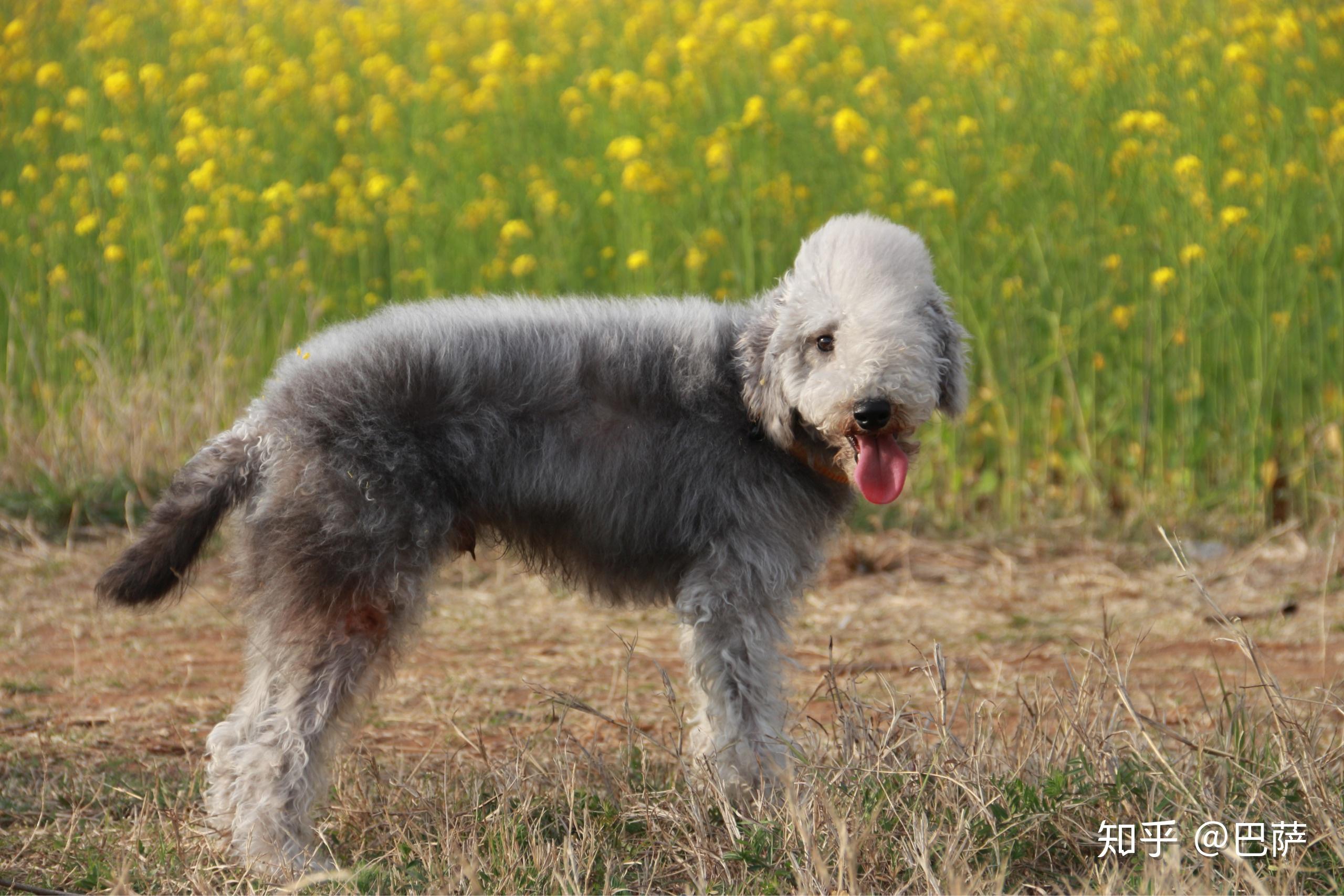 养贝灵顿梗的优缺点