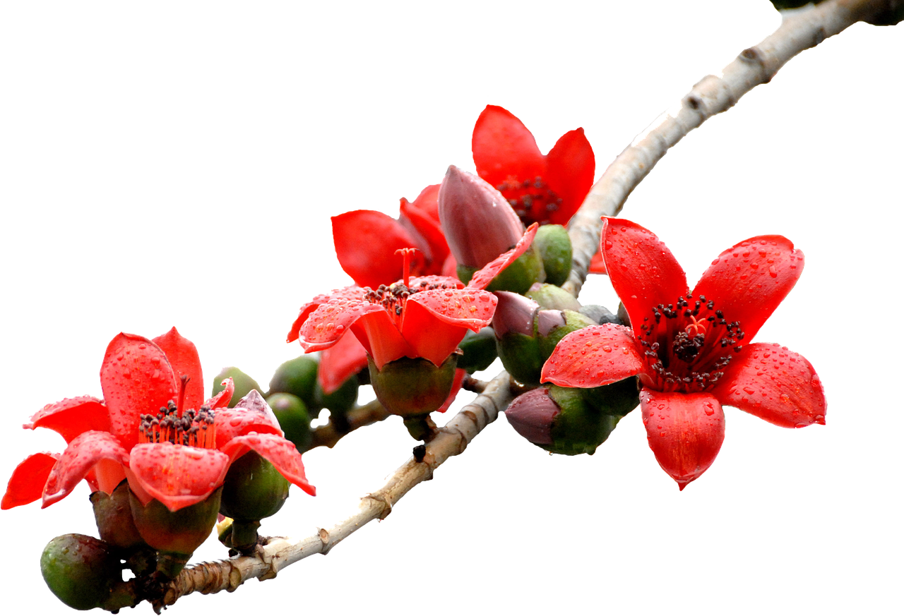 玫瑰花根怎么养活