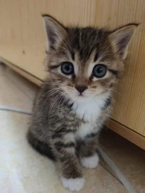 白餐巾白手套的狸花猫能有多漂亮