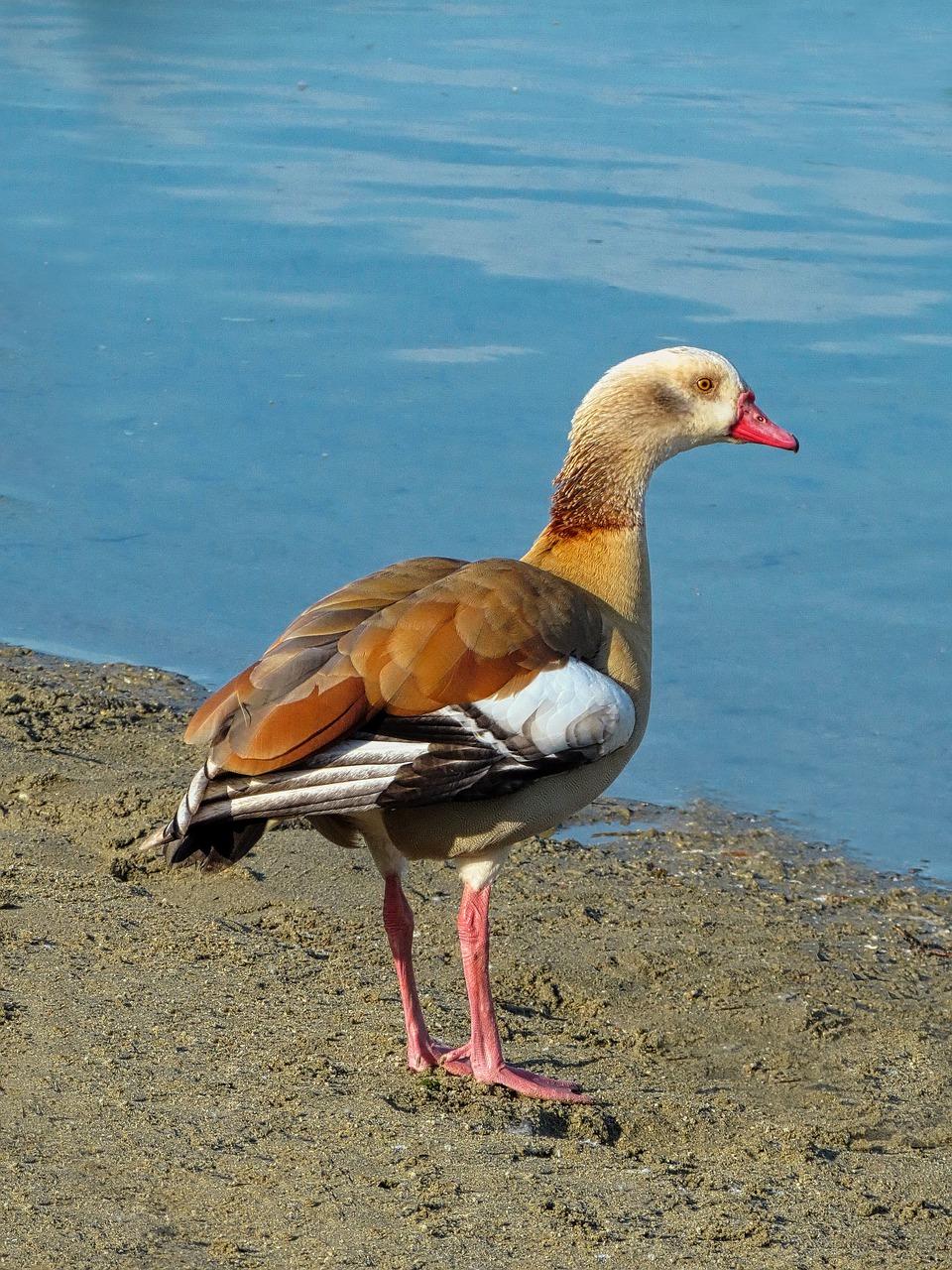 2. 埃及棉床品推荐