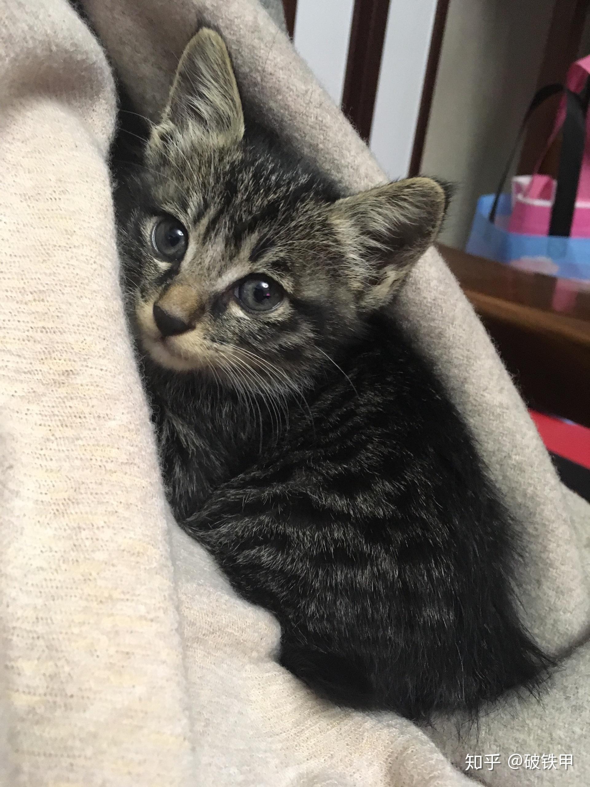 这只狸花猫纯不纯长得怎么样