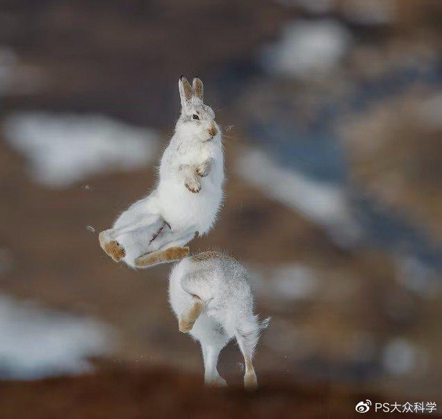 对于寒带和亚寒带的代表物种雪兔来说：在这个变暖的星球上，要么适应，要么死亡 - 知乎