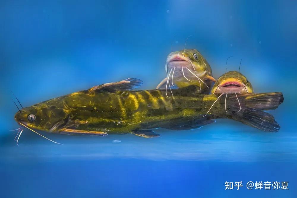 昂刺鱼的功效与价值有哪些? - 知乎