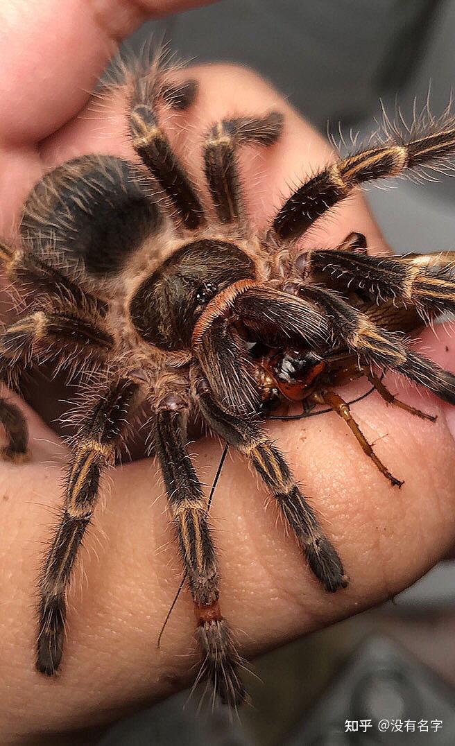 你拍过最满意的巴西巨人金直间照片是那张