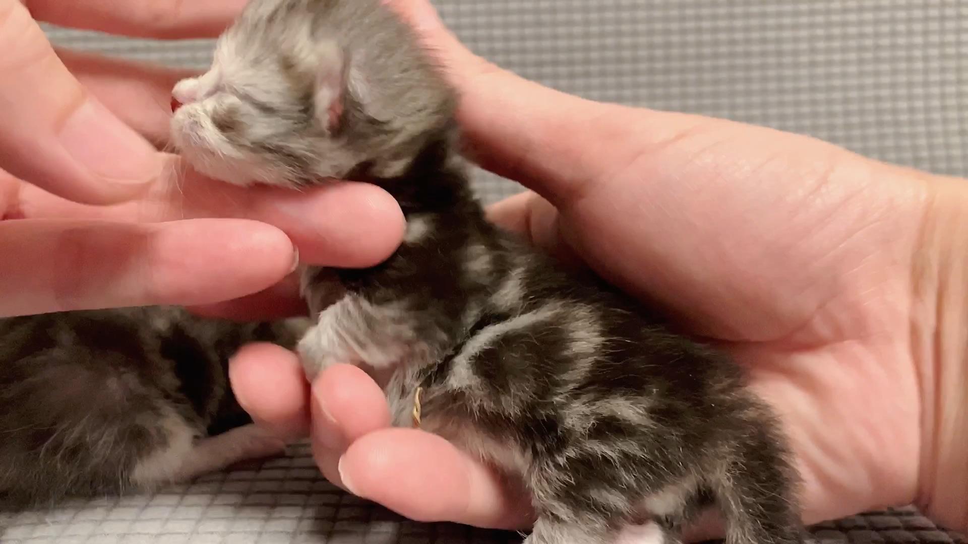 矮脚猫的幼猫后腿畸形的几率,真的很高,希望能好起来