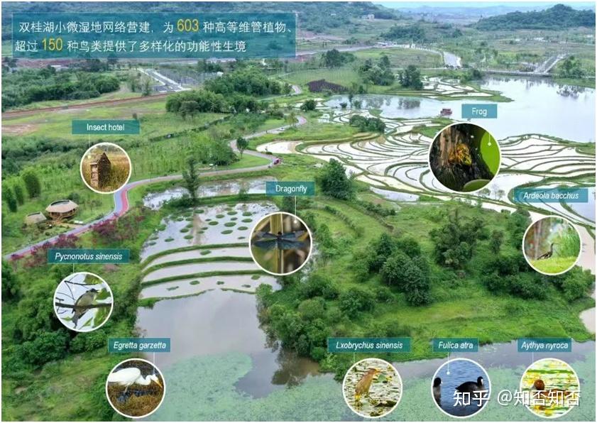 厉害了!梁平双桂湖国家湿地公园「小微湿地营建项目」斩获国际大奖 - 知乎