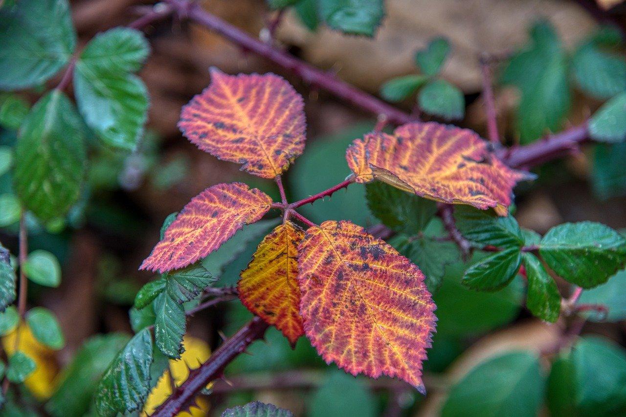 3. 叶面肥使用技巧