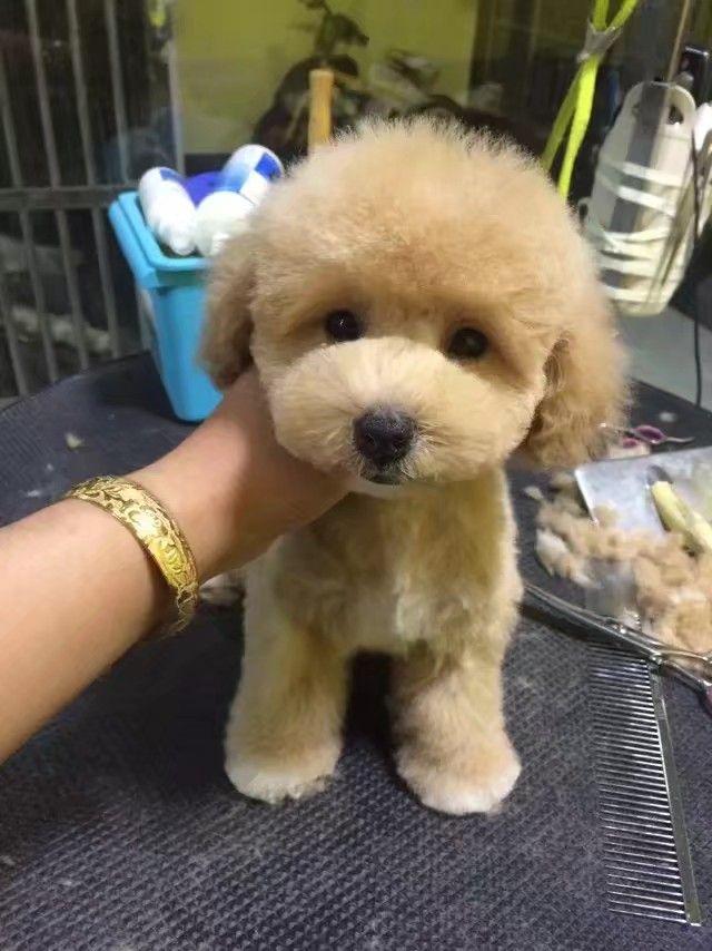 香槟色的泰迪颜值有多高? - 知乎