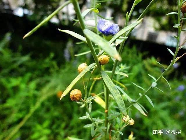 从「纤维结构」论汉麻、苎麻、亚麻,究竟谁更好? - 知乎