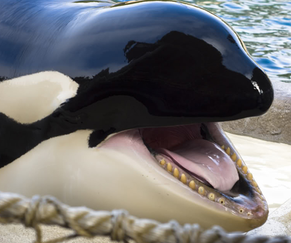 虎鲸的舌头图片