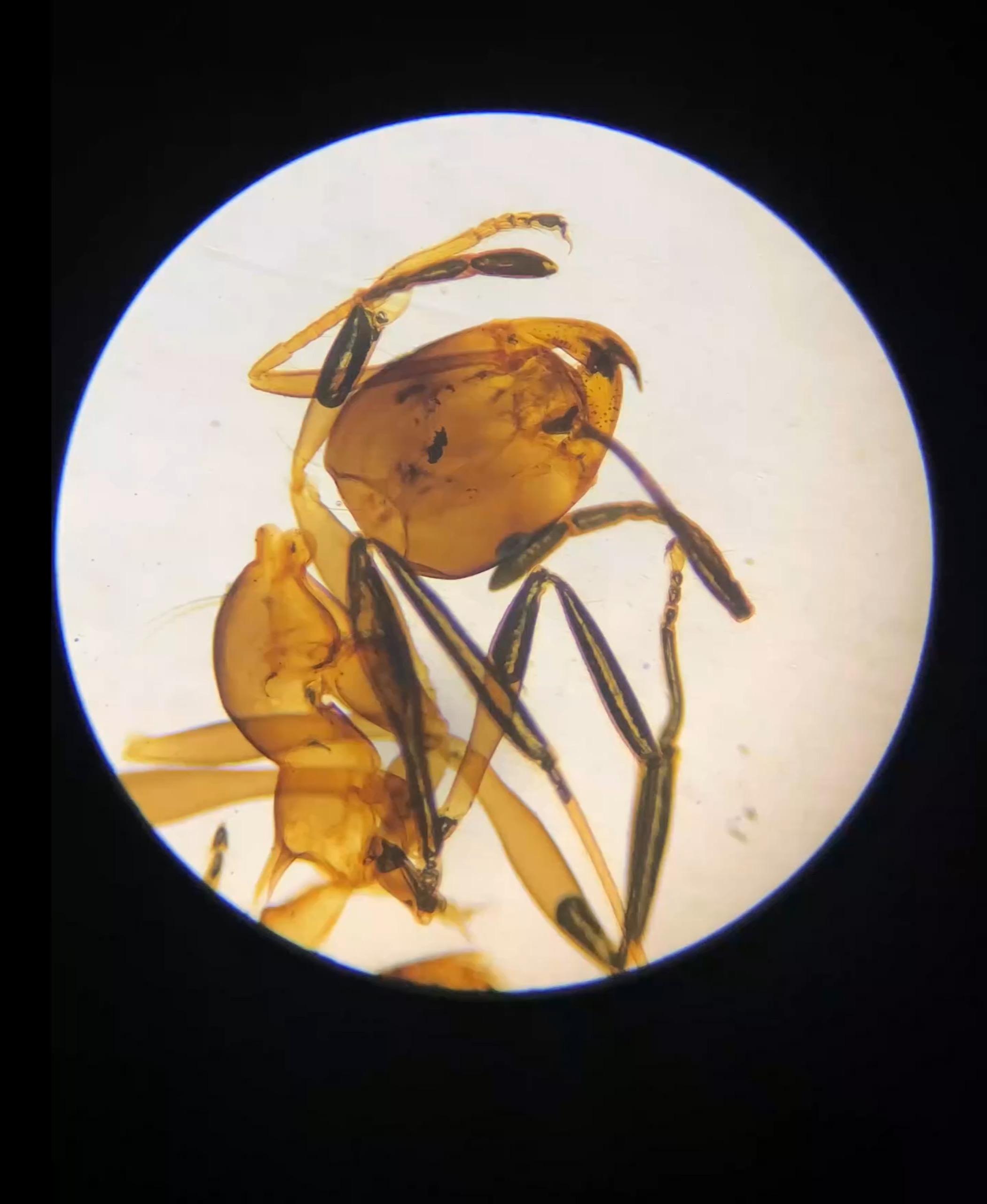 蚂蚁还有头发吗放大1000倍看蚂蚁