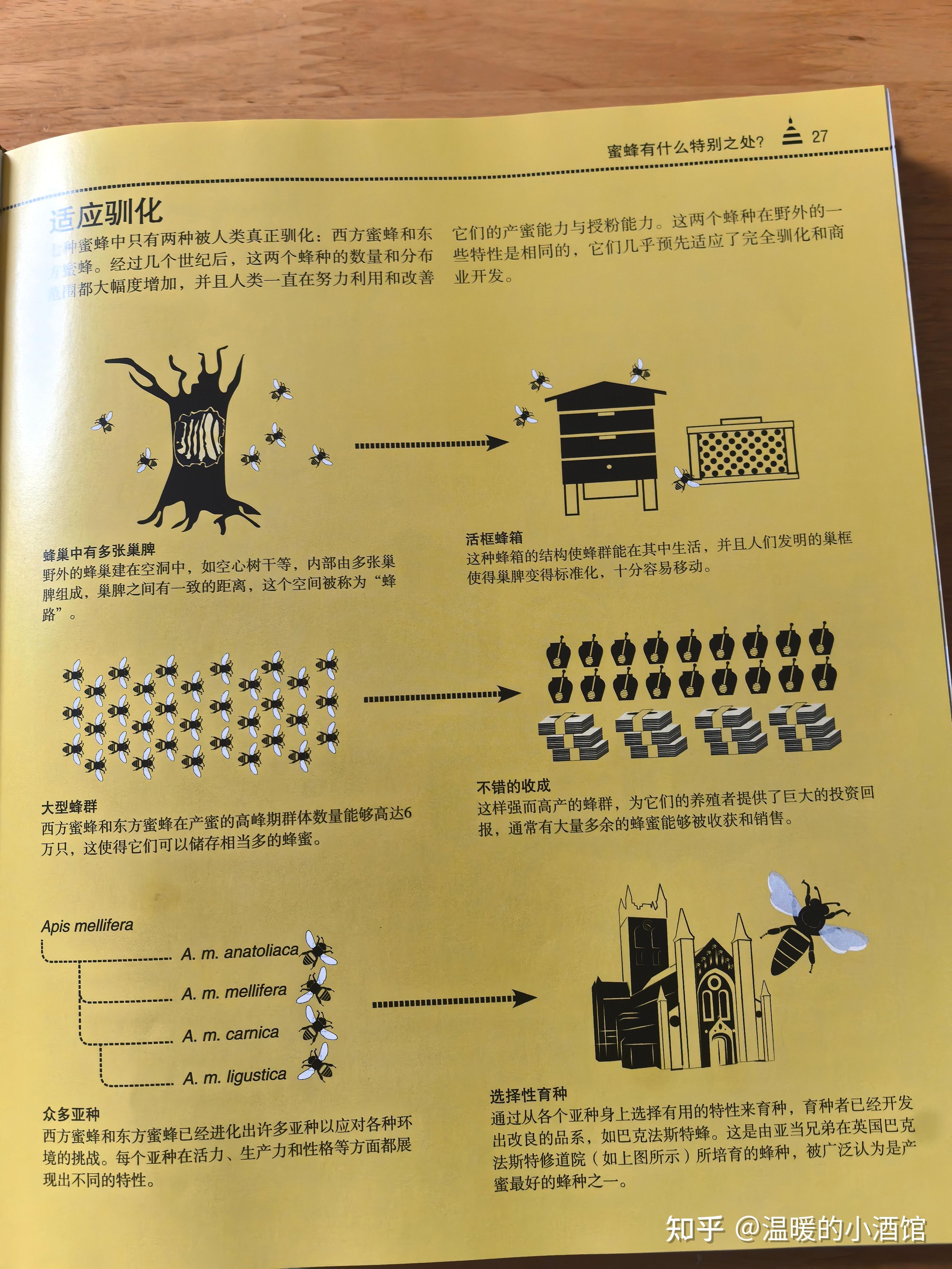 蜜蜂建造蜂巢的具体过程是怎样的?