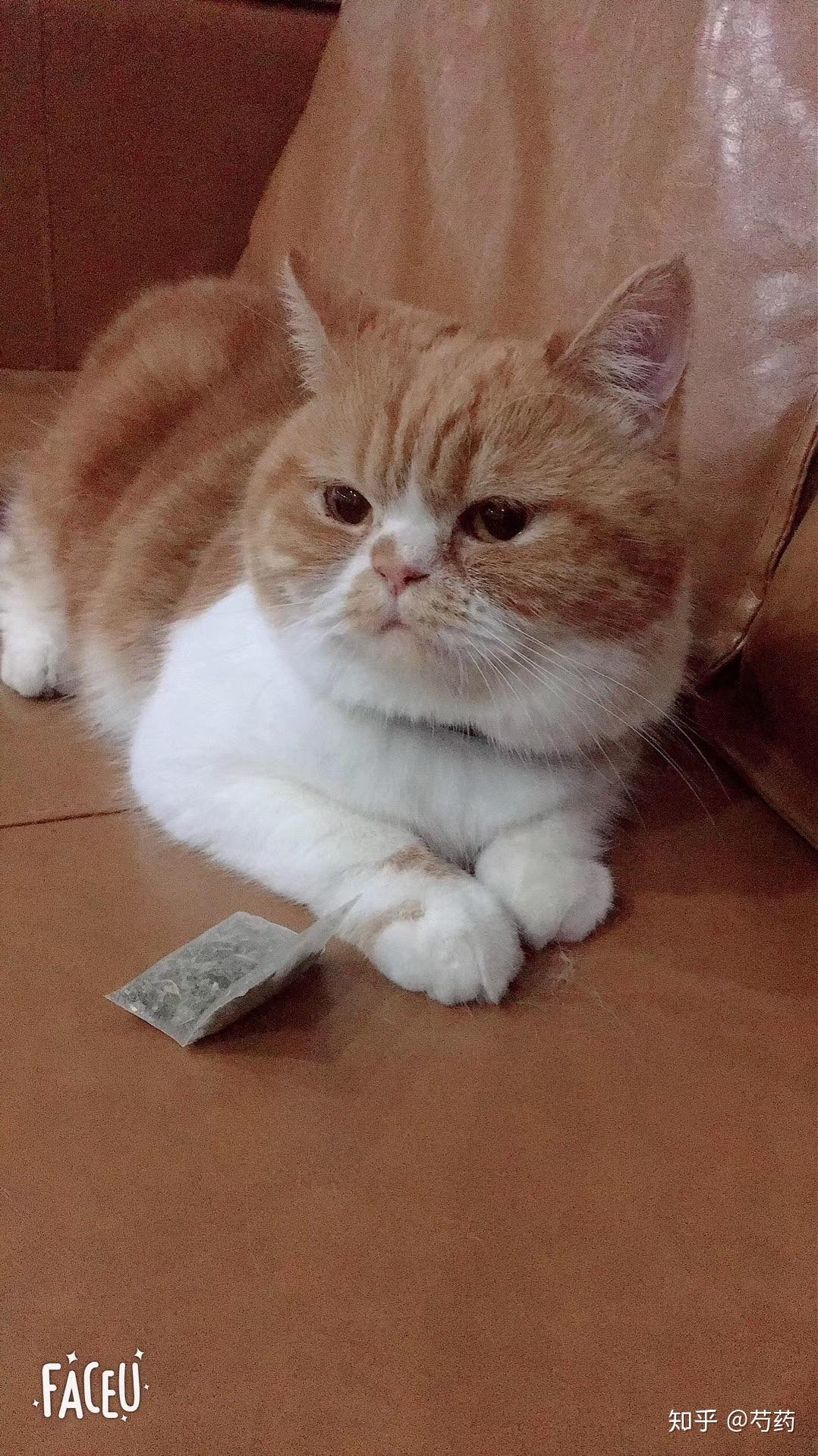 英短和加菲串的长大了会像哪样多点