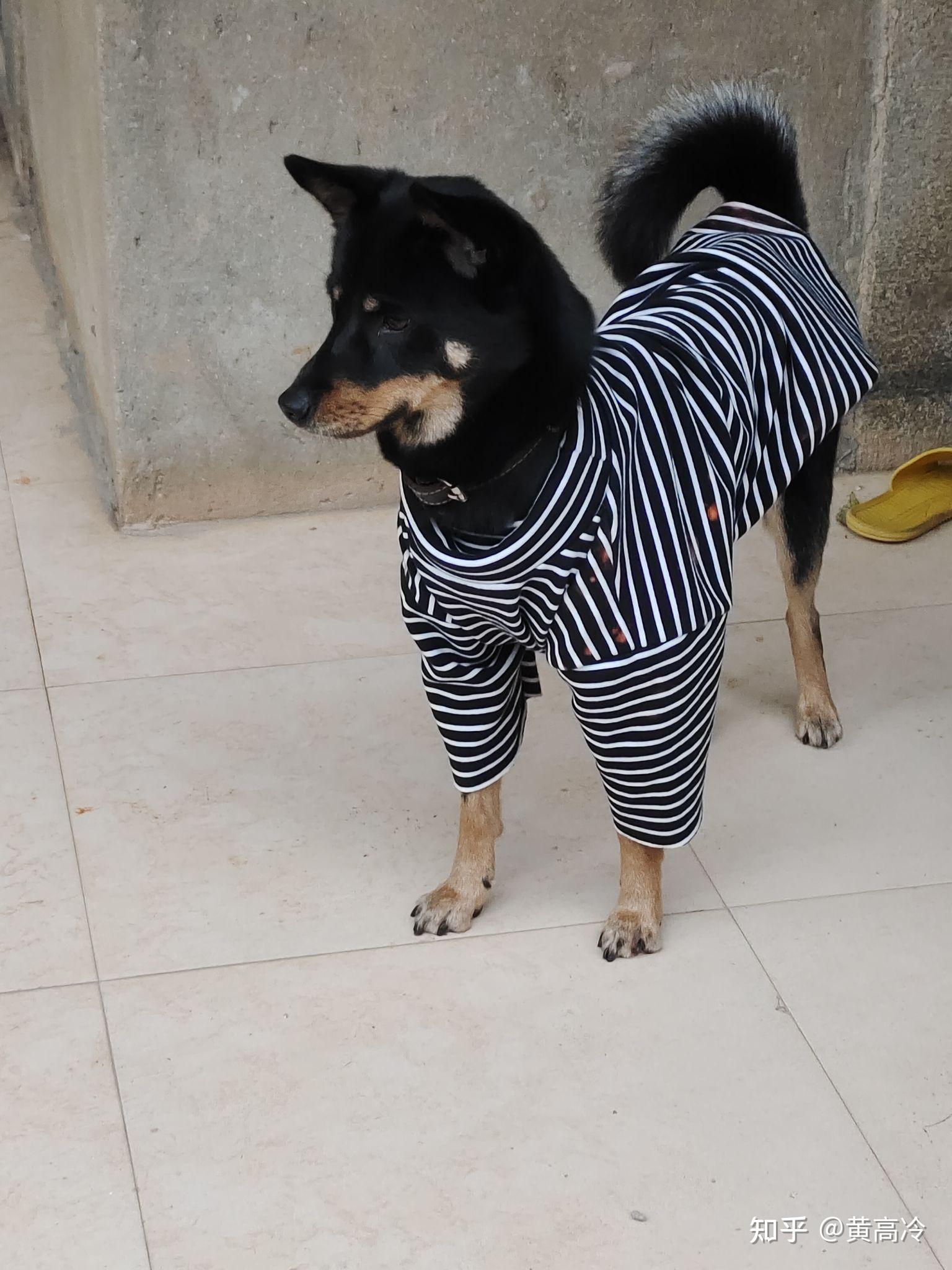 如何挑选四眼铁包金铁包银田园犬?