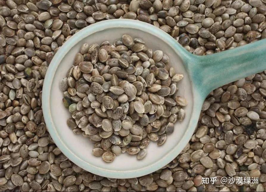 麻果籽的功效是什么? - 知乎