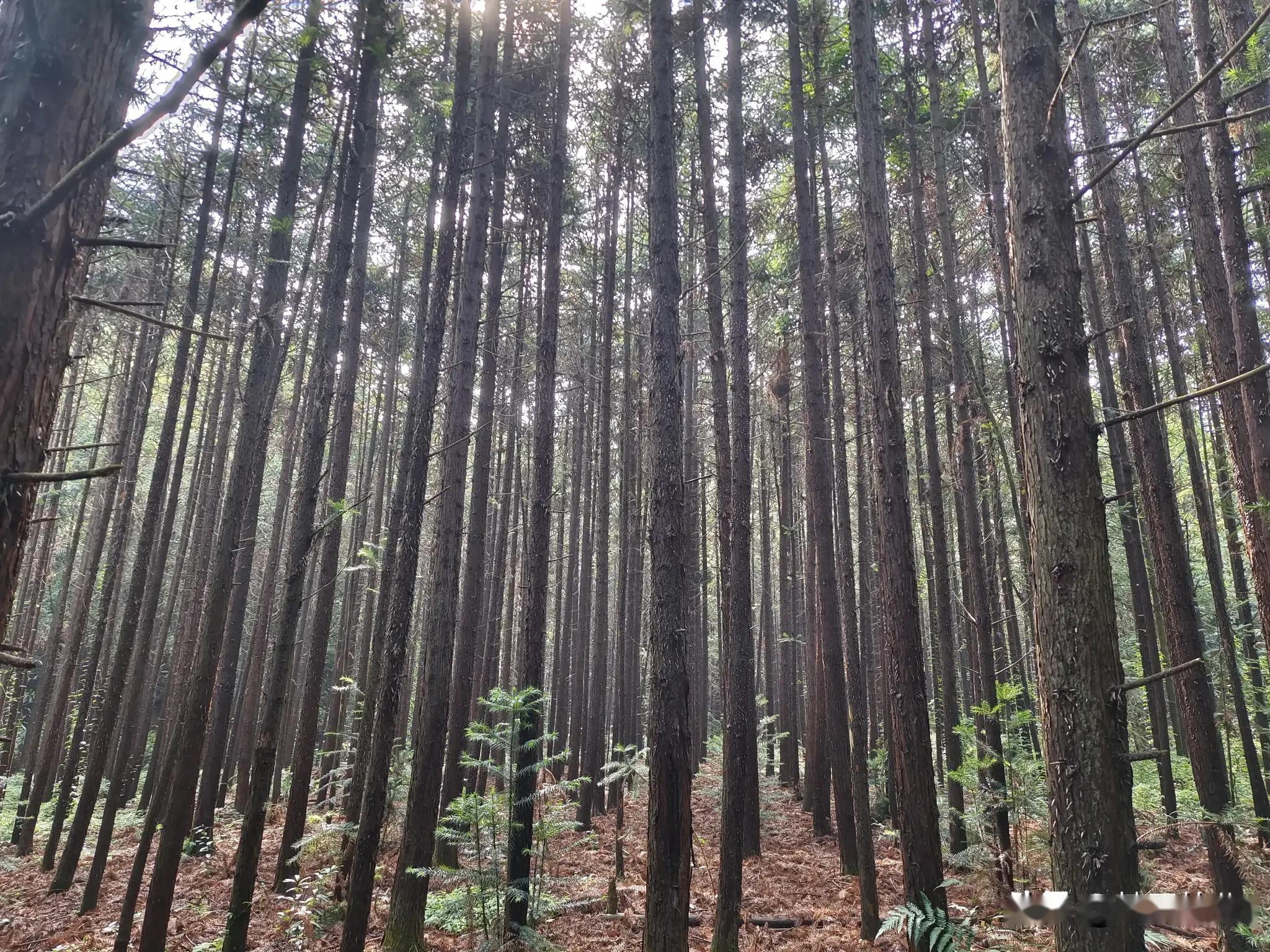 越密越好还是越稀越好?杉木的种植密度与经济效益的关系 - 知乎