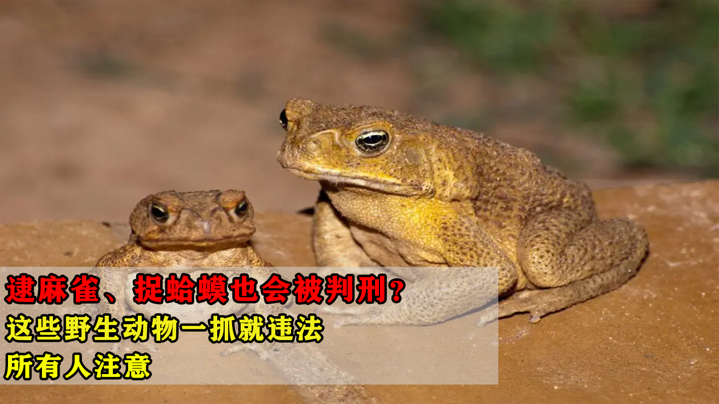 如何看待自家院内捕捉一只麻雀被判刑? - 知乎